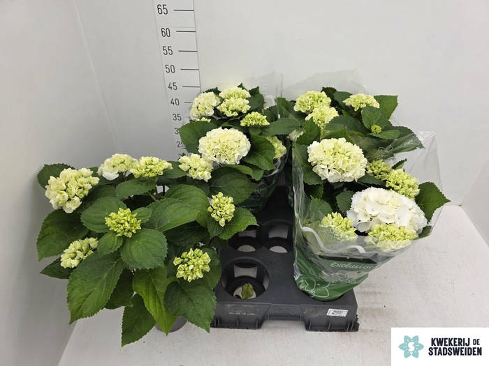 <h4>HYDR M SCHNEEBALL</h4>