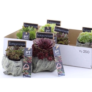 ARR SEMPERVIVUM