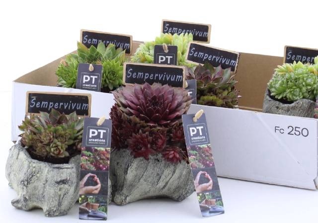 <h4>ARR SEMPERVIVUM</h4>