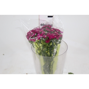 DIANTHUS AMAZON NEON CHERRY 040 CM