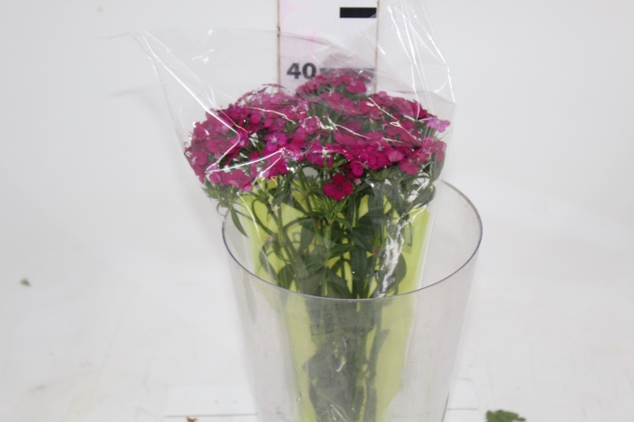 <h4>DIANTHUS AMAZON NEON CHERRY 040 CM</h4>