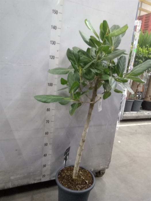 <h4>Ficus benghalensis 'Audrey'</h4>