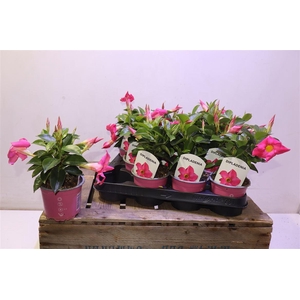 arr8 Mande Rio Pink