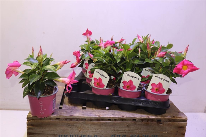 <h4>Mande Rio Pink</h4>