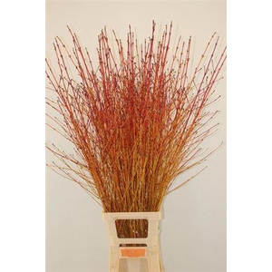 Cornus Sa Winter Beauty Vertakt