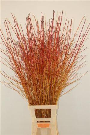 <h4>Cornus Sa Winter Beauty Vertakt</h4>