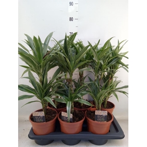 Dracaena fr de 'Warneckei'
