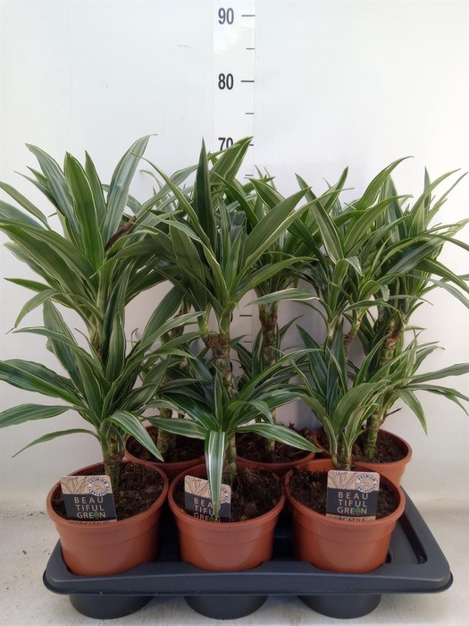 <h4>Dracaena fr de 'Warneckei'</h4>
