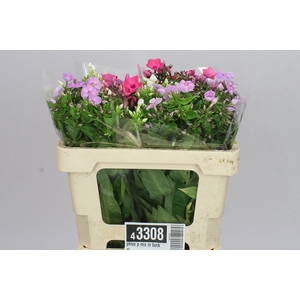 Phlox P Mix In Bucket