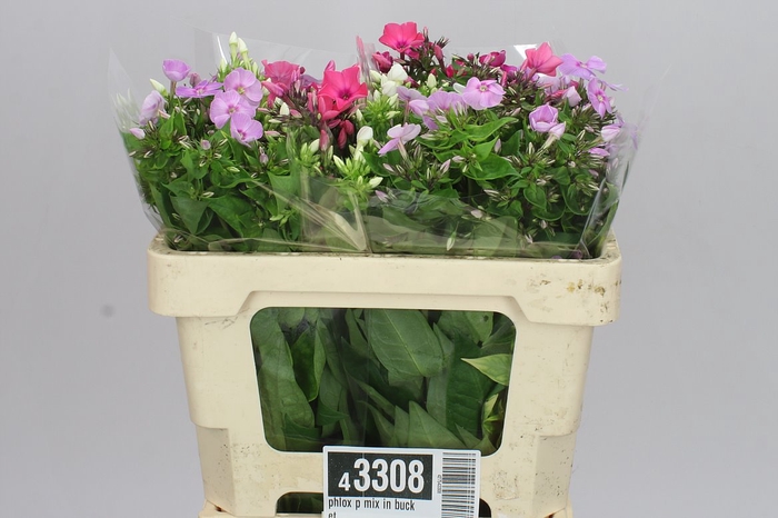 <h4>Phlox P Mix In Bucket</h4>