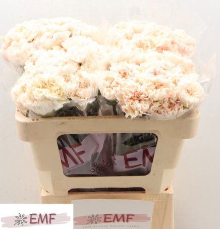 <h4>Di St Peach Tea EMF</h4>