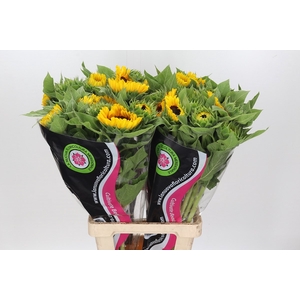 Helianthus Vincent's (shelve) (promo)