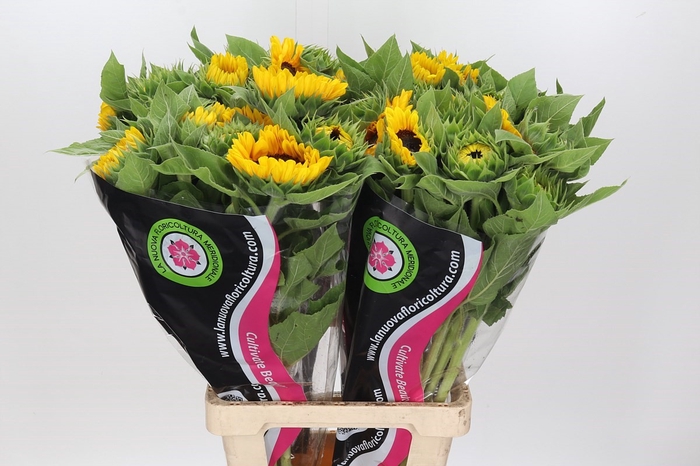 <h4>Helianthus Vincent's (shelve) (promo)</h4>