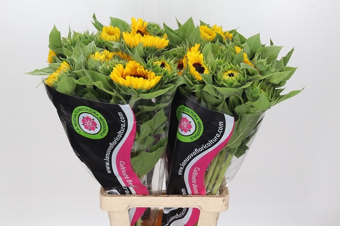 Helianthus Vincent's