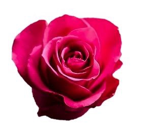 <h4>R GR CHERRY-O!</h4>