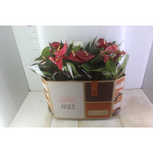 ANTHURIUM VARIADO P17