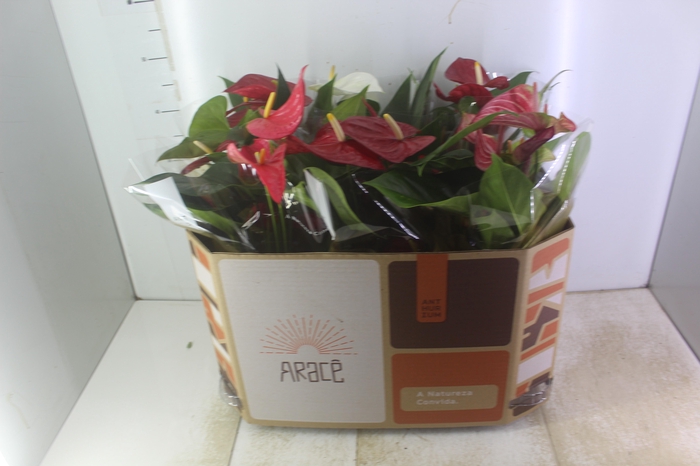 <h4>ANTHURIUM VARIADO P17</h4>