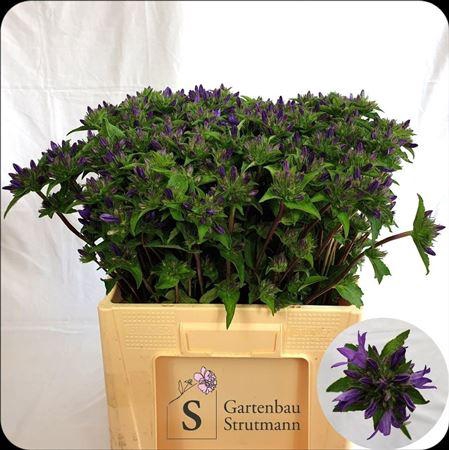 <h4>Camp Glomerata</h4>