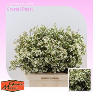 Chamelaucium Crystal Pearl