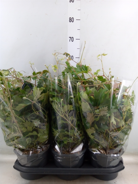 <h4>Cissus rhombifolia 'Ellen Danica'</h4>