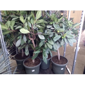Ficus   ...