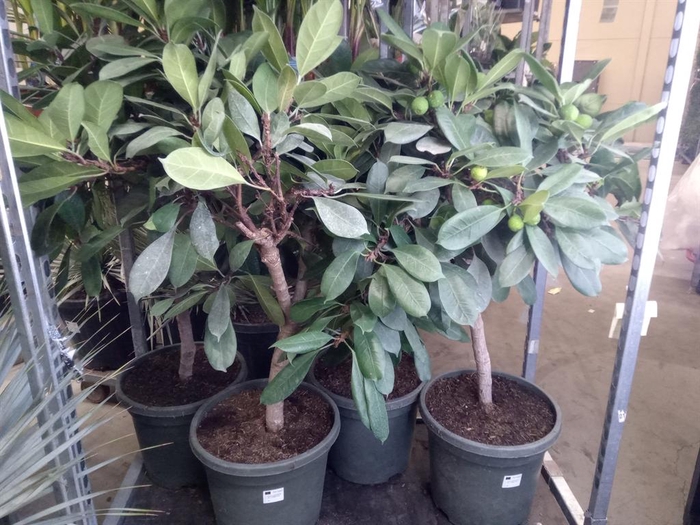 <h4>Ficus   ...</h4>