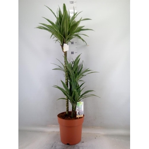 Dracaena fr de 'Warneckei'