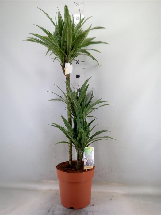 <h4>Dracaena fr de 'Warneckei'</h4>