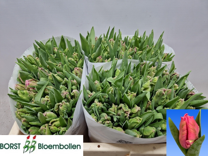 <h4>TU PA MARVEL PARROT</h4>