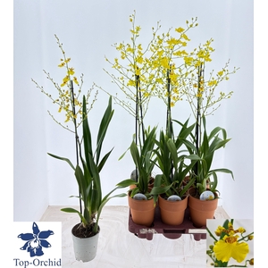 ONCIDIUM OV
