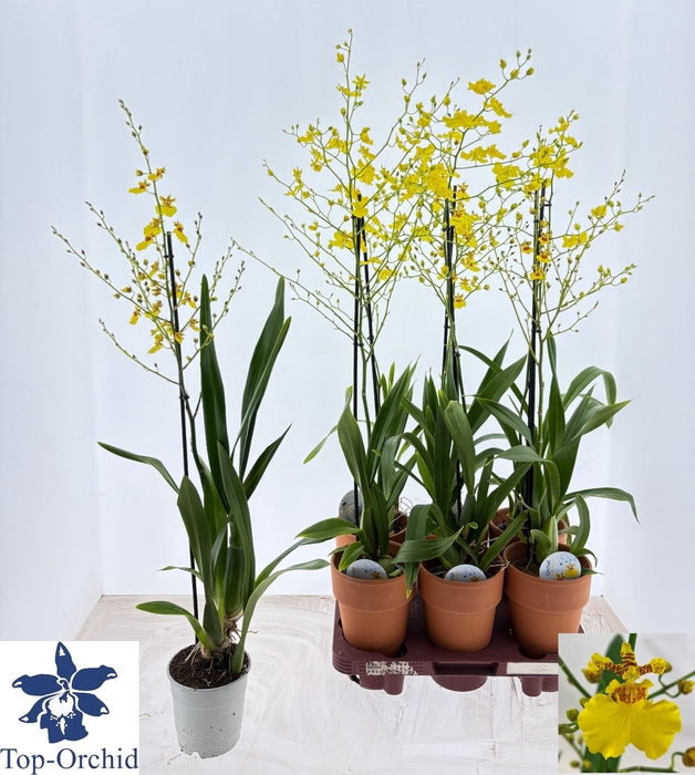 <h4>ONCIDIUM OV</h4>