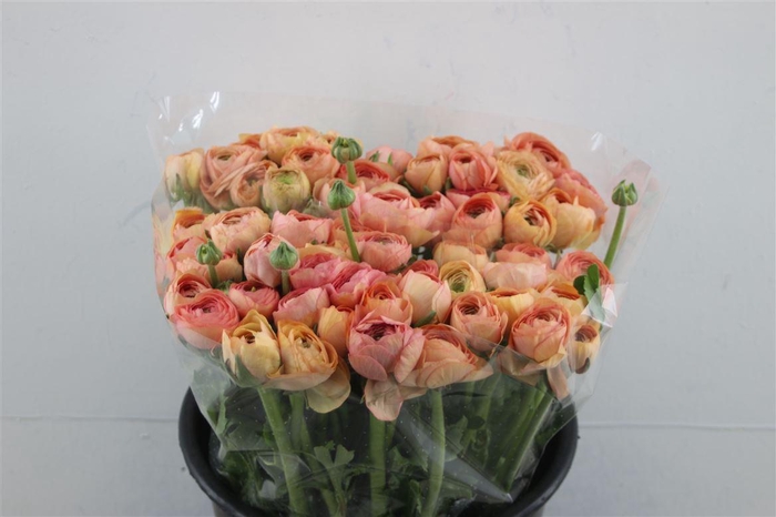 <h4>Ran Elegance Salmon</h4>