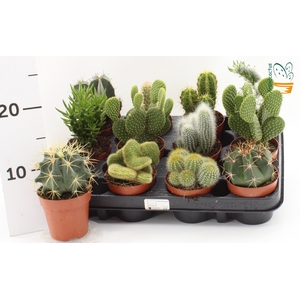 CACTUS GEM