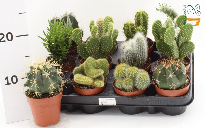 <h4>CACTUS GEM</h4>
