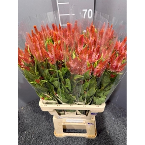 CELOSIA CELWAY ORANGE