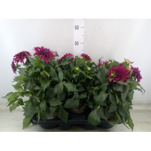 Dahlia DE 'Labella Magg Purple'
