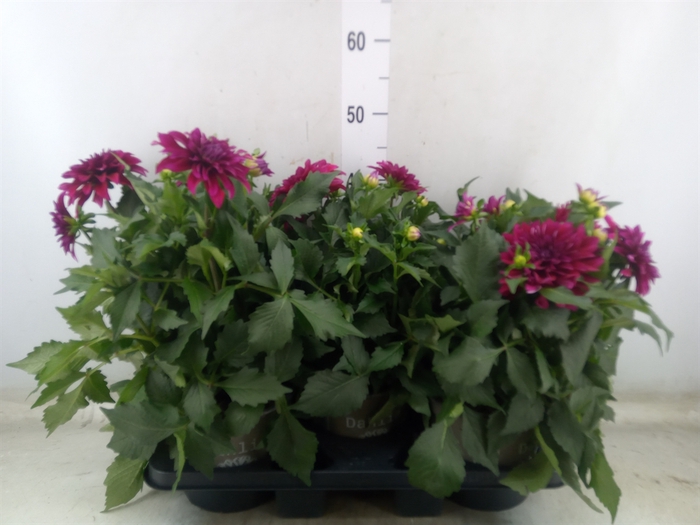 <h4>Dahlia DE 'Labella Magg Purple'</h4>