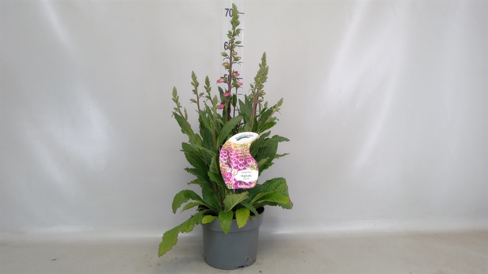 <h4>Digitalis   ...</h4>