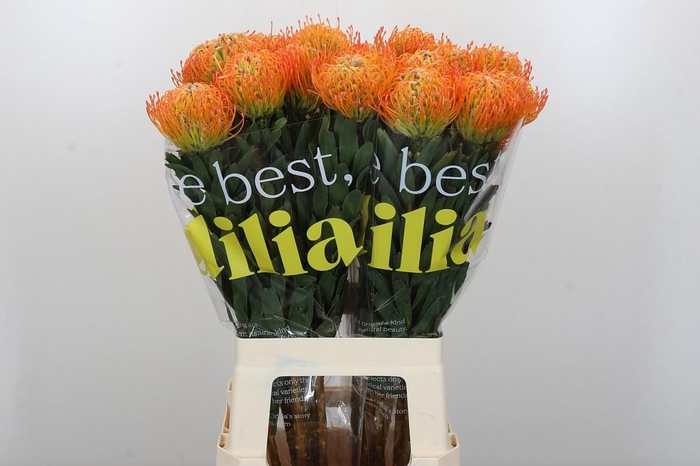 <h4>Nutans Ayoba Sun</h4>