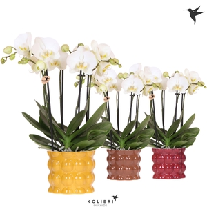 Kolibri Orchids Phalaenopsis Jewel Ghent 4 spike in Cotton pot yellow mix