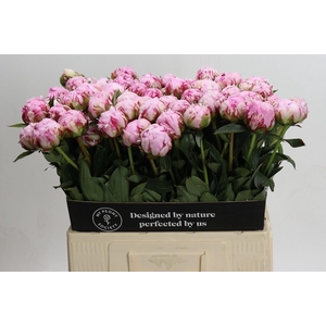 Paeonia Sarah Bernhardt