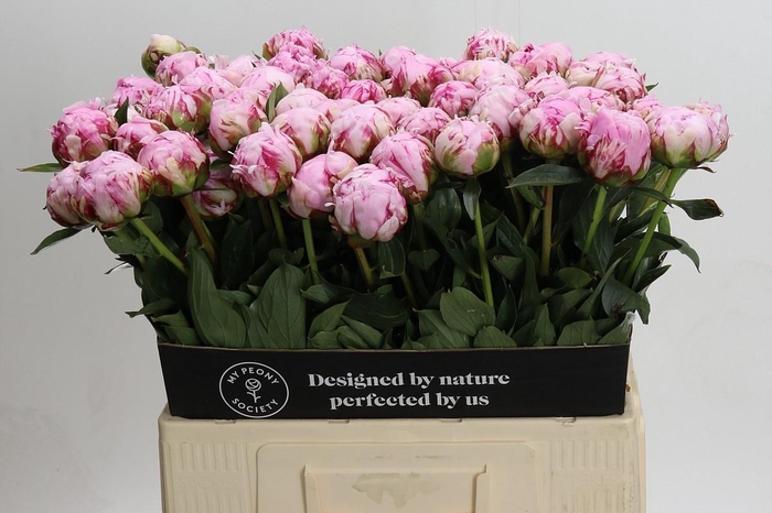 <h4>Paeonia Sarah Bernhardt</h4>