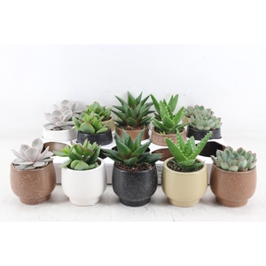 arr3 OV - Ker. Mumbai x15