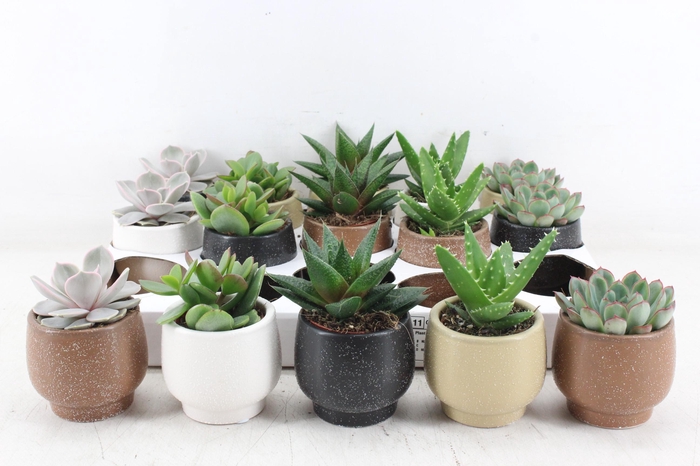 <h4>arr3 OV - Ker. Mumbai x15</h4>