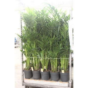 Howea Forsteriana ** 6 Stek X L **