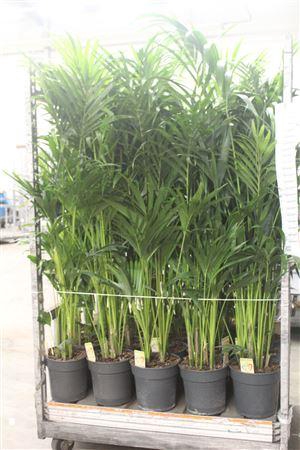 <h4>Howea Forsteriana ** 6 Stek X L **</h4>