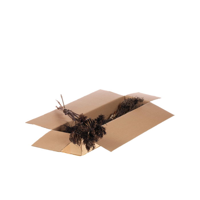 <h4>Ammi Majus Sb Deep Brown</h4>