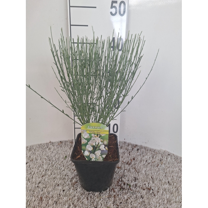 <h4>Cytisus overig</h4>