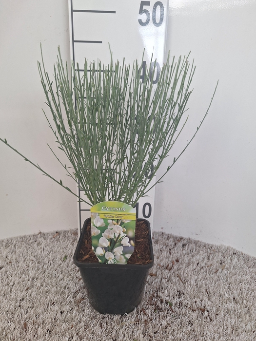 Cytisus overig