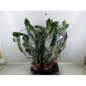 Aechmea fasciata 'Prontoo'